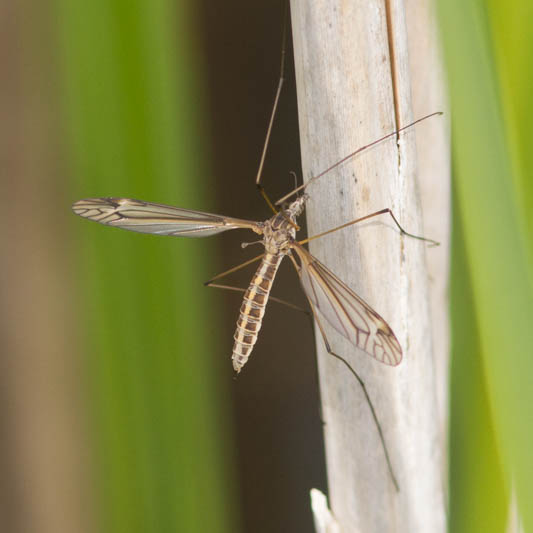 Tipula lateralis.jpg
